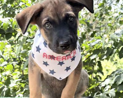 Bolt - German Shepherd Dog/Husky Mix Male Puppy for Adoption