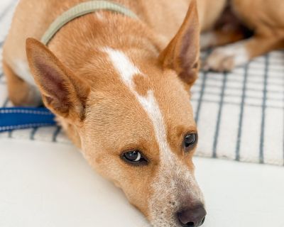 Meet Iris the 18lb Beauty Who Checks All the Boxes! Iris is the kind of pup who makes you wonder how you ever lived without her. At just 18 pounds, she s the perfect size for cuddles on the couch yet still ready for fun and adventure. She loves car rides! Her days of being a mama are behind her, and now it s her turn to soak up all the love she so freely gives. Good with kids Good with cats Goo...