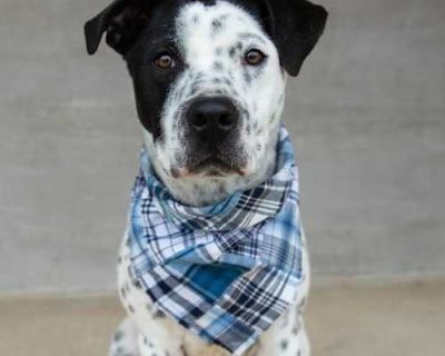 Huckleberry - American Pit Bull Terrier/American Staffordshire Terrier Mix Male Dog for Adoption