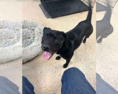 Young * Location Albemarle, NC, 28001 USA USA *. Dog Breed: Staffordshire Bull Terrier / Mixed (short coat). Haisley was brought to us as a stray, she's had a litter in the past but has since been fixed. she's a very sweet girl and loves to run and play. she's very affectionate and full of energy. she would love to find a home where she's the center of attention. she needs a fenced in yard and ...