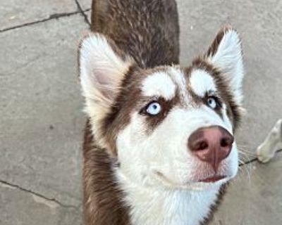 Samuel - Siberian Husky/Alaskan Malamute Mix Male Puppy for Adoption