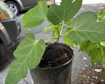 Small fig trees in one gallon pots, $7.00 each.