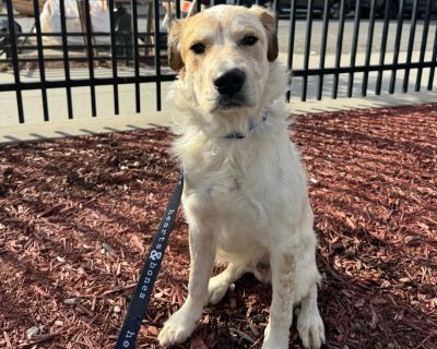Dug is an 8-month-old mixed breed, about 50 lbs, and one of the friendliest pups you'll ever meet. He loves making new friends, whether they're human or canine, and he approaches the world with an easygoing, happy energy. He's crate-trained and settling into routines nicely, but what really defines him is how affectionate he is - Dug is the definition of a lap dog trapped in a big puppy body, a...