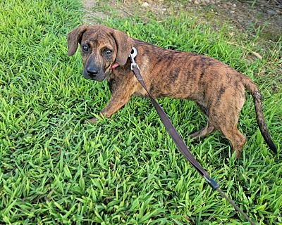 Lisa - Boxer/Mixed Breed (Medium) Mix Female Puppy for Adoption