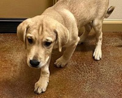 Cheeto - Labrador Retriever/Shepherd (Unknown Type) Mix Male Puppy for Adoption