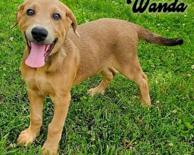 PUPPY WANDA - Mountain Cur Female Dog for Adoption