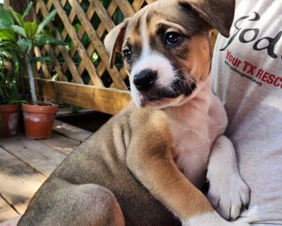 Gloria GC - Boxer & Terrier Mix Female Puppy for Adoption