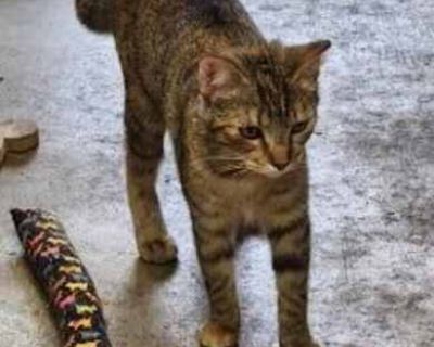 Crookshanks - Domestic Shorthair Female Cat for Adoption