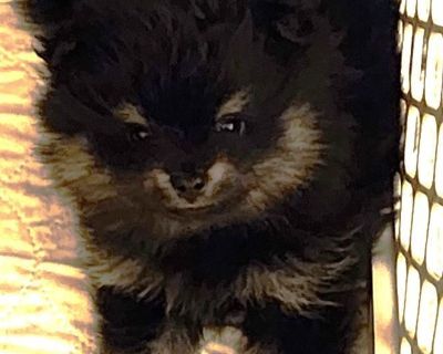 1 Male and 2 Female Pomeranian Puppies for Sale