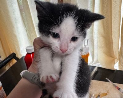 Health Vaccinations up to date.. Kitten Female Small Black