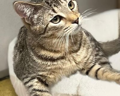 Luca - Domestic Short Hair Male Cat for Adoption