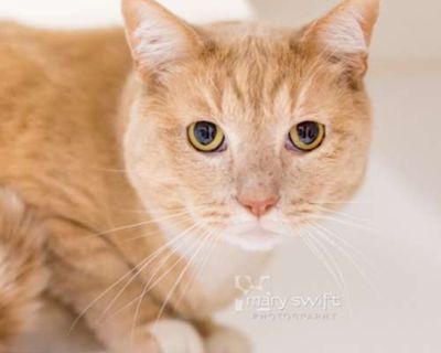Harry - Domestic Shorthair Male Cat for Adoption