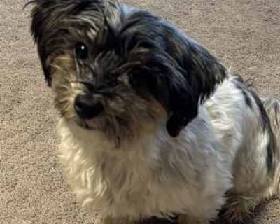 Gary (in foster) - Maltese/Yorkie, Yorkshire Terrier Mix Male Dog for Adoption