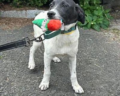 Sheriff ~meet me! - Border Collie/Labrador Retriever Mix Male Puppy for Adoption