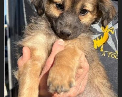 Milo is a lively, adorable Chihuahua mix puppy (born on August 22, 2025) who is sure to fill your days with smiles. He loves playing with his fellow furry friends. He is currently living with other dogs and cats. If you're interested in meeting Milo, come to our adoption event on the 1st and 3rd Saturday of each month from 11am-2pm, located at 6300 San Mateo NE in the south Sprouts parking lot....