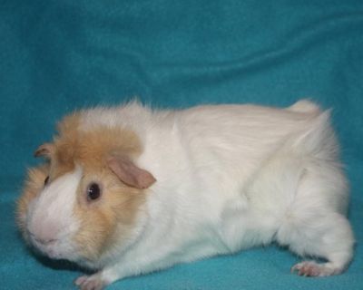 Felix (bonded with Chop) - Guinea Pig Male for Adoption