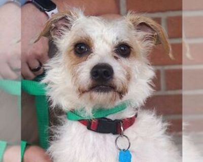 Adult * Location Carrollton, TX, 75011 USA USA *. Dog Breed: Jack Russell Terrier / Mixed (medium coat). BREED-Jack Terrier Mix; SEX-Male; SIZE-Small; WEIGHT-18 lbs.; AGE-Approximately 2 Years; SPAY/NEUTER-Yes; HOUSETRAINED-Currently Uses Doggie Door; GOOD WITH KIDS-Yes; GOOD WITH DOGS-Yes; GOOD WITH CATS-Unknown; HISTORY-Rescued From A Local Shelter; ADOPTION FEE-$300; Hi! I m Charlie, a magic...