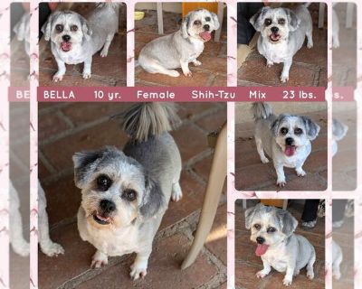 BELLA - Shih Tzu Female Adult Dog for Adoption