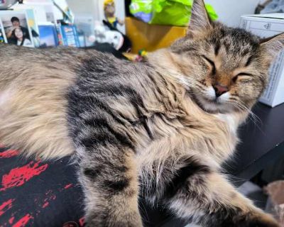 Bricia (Spicy -Maine Coon) - Maine Coon Female Cat for Adoption