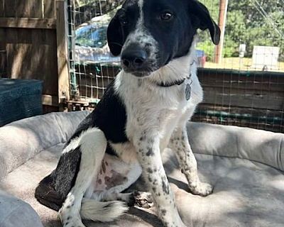 Micah - Border Collie/Australian Cattle Dog Mix Male Puppy for Adoption