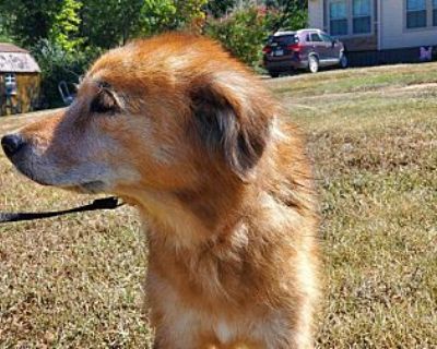 Harriet - Golden Retriever Female Dog for Adoption