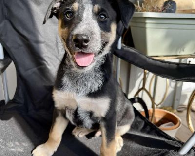 Meet Shadow! Shadow is a 2.5 month old heeler mix with a face you can t help but fall in love with. He s a lively, curious puppy who s equal parts playful, mischievous, and incredibly sweet. Shadow adores wrestling with his siblings and is quick to buddy up with any dog who enjoys energetic playtime. He s bursting with puppy energy and always ready for fun. Shadow and his littermates came into ...