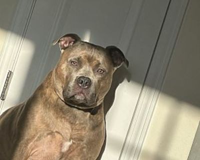 Ace - American Pit Bull Terrier Male Dog for Adoption