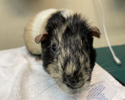 SHERBERT - Guinea Pig Male for Adoption