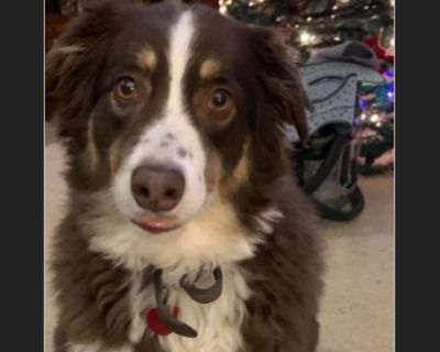 Sherman is a 5-year-old male Australian Shepherd. He has shot records, is house-trained, and is social around other pets (dogs and cats). He has an alpha male kind of personality and a very loving and devoted (kind of possessive) demeanor. He just wants to be as close to your side as often as possible. While he has been socialized around children, he has always been supervised with the attitude...