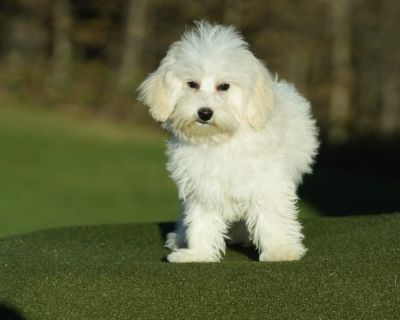 Adam - Male Maltipoo Puppy for Sale