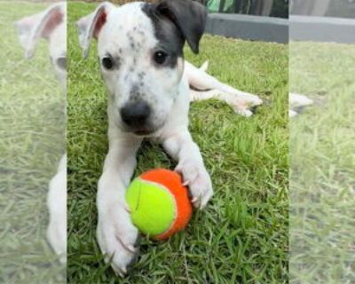 Heily - Female American Pit Bull Terrier-Unknown Mix Baby for Adoption