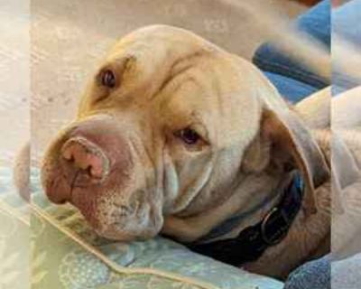 MIRA (COURTESY POST) - Chinese Shar-Pei-Unknown Mix Female