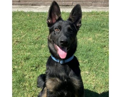 Dutch - German Shepherd Dog/Belgian Malinois Mix Male Puppy for Adoption