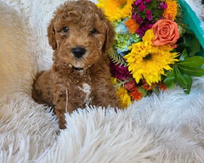 Mini goldendoodle