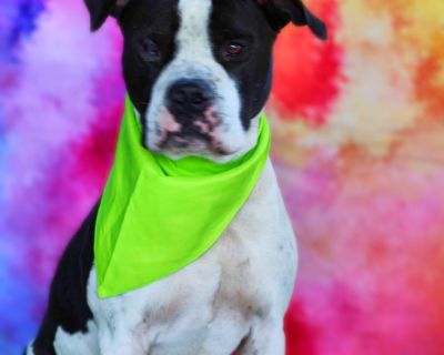 Betamax JuM* - American Bulldog & Boxer Mix Male Dog for Adoption