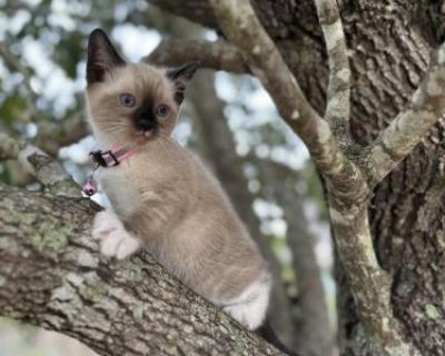Household pet. Breeding allowed. Not registered. Each kitten will go home with a care kit that includes their current food, toys, treats, a collar, and their shot and deworming records to keep them happy and healthy!. Snowshoe princess is ready to meet her new family! She s loving, playful, and well-socialized from daily handling. With her sweet temperament and unique markings, she ll be an ama...