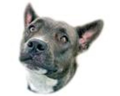 Adopt Rose a Black - with White Pit Bull Terrier / Mixed dog in Prescott