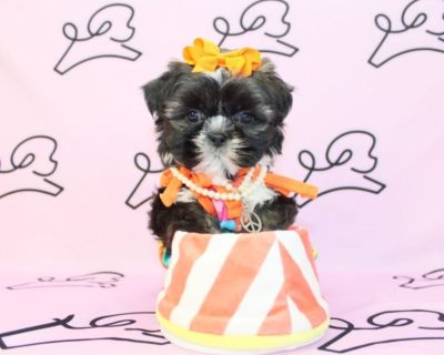 Tiny Shih Tzu Puppies For Sale