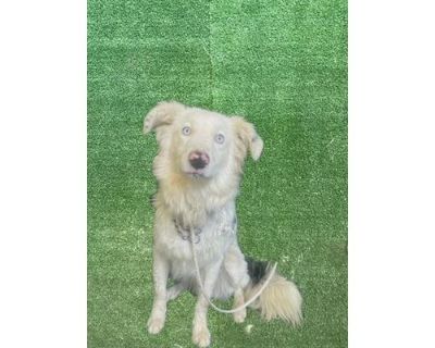 A5647923 - Australian Shepherd Male Dog for Adoption