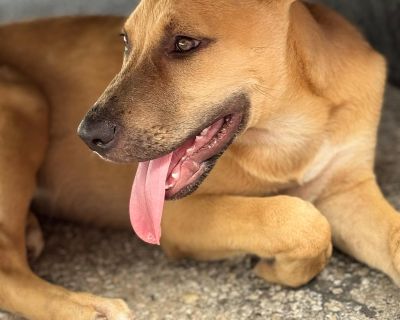 Teddy Boy - Yellow Labrador Retriever Mix Male Dog for Adoption