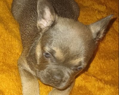 AKC French bulldog puppies - Blue Fawns