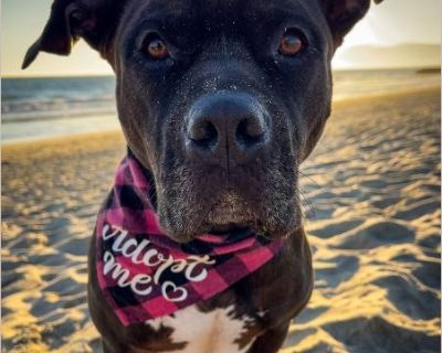 Maycee - Female Puppy Staffordshire Bull Terrier for Adoption