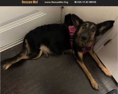 - Female Adult German Shepherd mix for Adoption