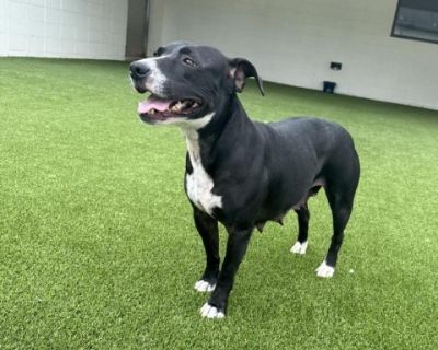 Squirt - Labrador Retriever & American Bulldog Mix Female Dog for Adoption