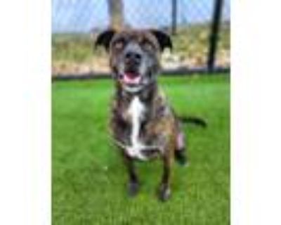 Adopt Betty 1609-22 a Boxer, Mixed Breed