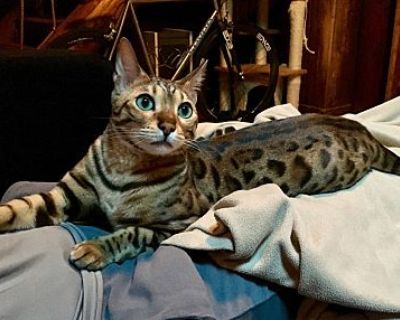 Oskar Blue - Bengal Male Cat for Adoption