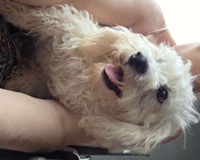 Casper - Poodle (Miniature)/Cockapoo Mix Male Puppy for Adoption