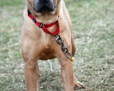 Trisha - Pit Bull Terrier & Chow Chow Mix Female Dog for Adoption