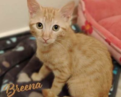 Breena #little-girl-big-opera-voice - Domestic Shorthair Female Cat for Adoption