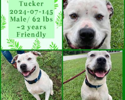 2024-07-145 *Tucker* - Pit Bull Terrier Male Dog for Adoption